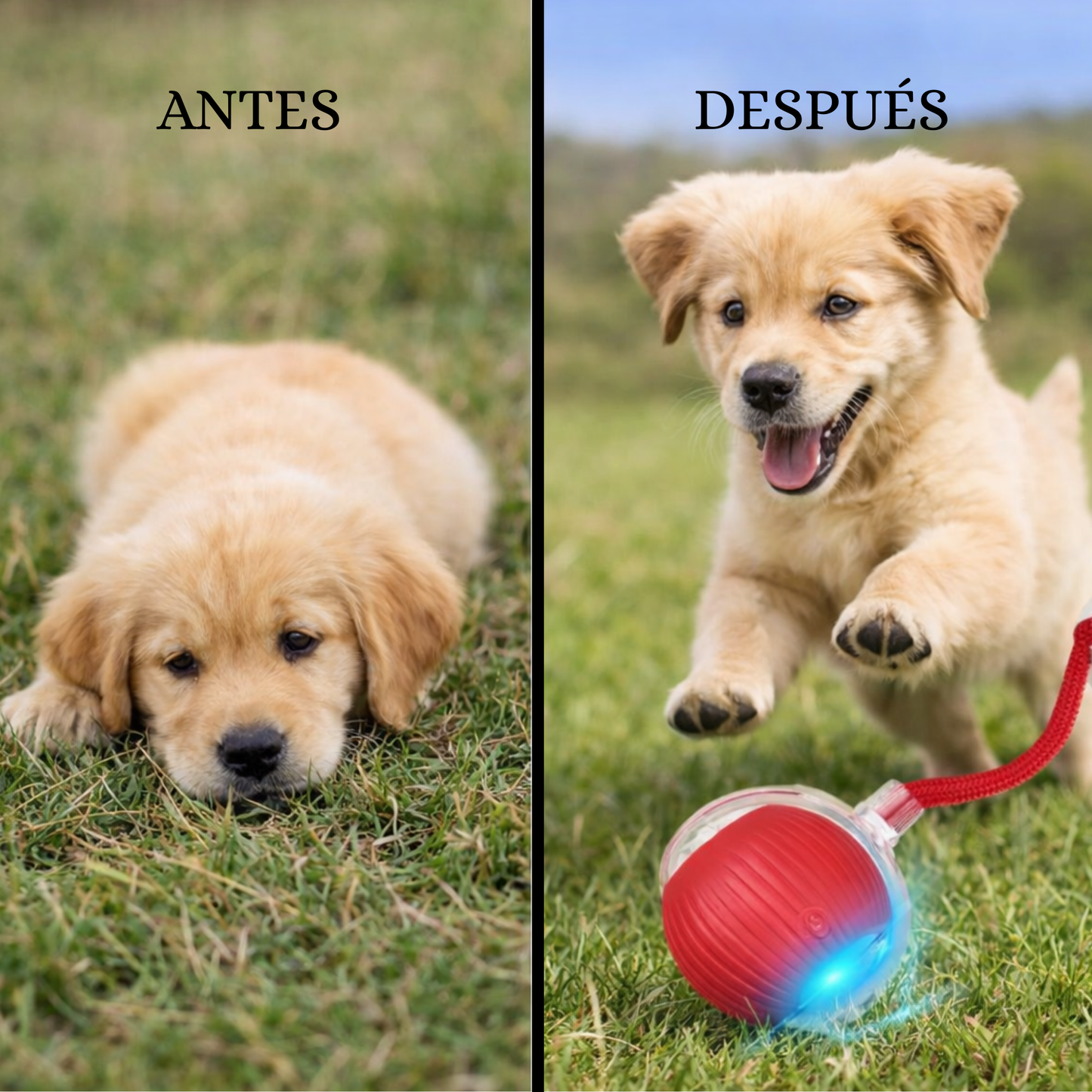 Pelota automatica recargable